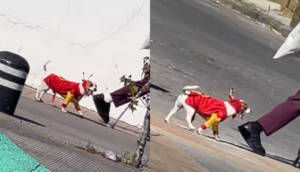 Chesperrito: Lomito con disfraz de El Chapulín Colorado se vuelve viral