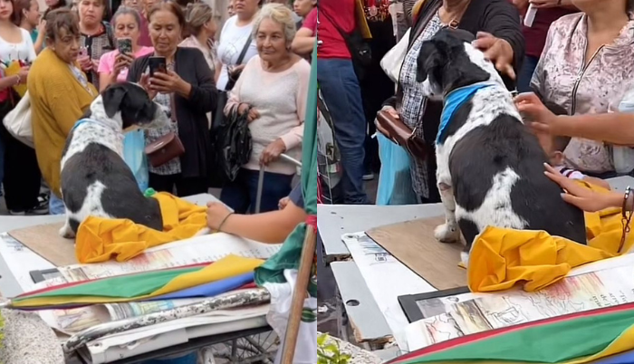 Viral: 'Pinto', el perrito que se mantuvo junto a su dueño tras su muerte