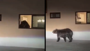 Oso negro intruso: Un ejemplar husmea en una casa en Nuevo León