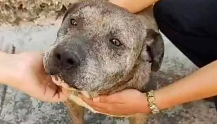 Gogo, el héroe canino que rescató a niño de 5 años de ataque de pitbull
