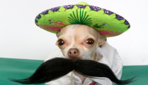 Conoce cómo proteger a los perritos en estas fiestas patrias