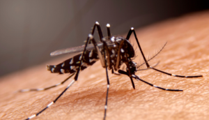 Confirma SSJ la primera muerte por dengue en Jalisco