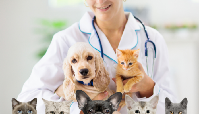 Piden en el Senado clínicas veterinarias públicas
