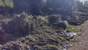 Aseguran 850 kilogramos de droga en Poncitlán