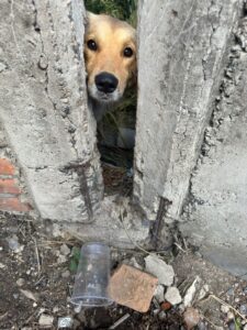 Rescatan en Tonalá a perrito atrapado en una zanja en un predio - ZMG Noticias