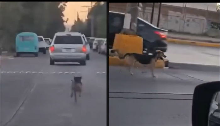 Perrito persigue desesperadamente a familia que lo abandona en plena calle