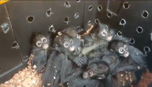 GN logra rescatar 20 monos araña en autobús en Chiapas