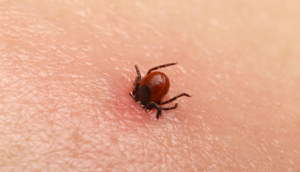 enfermedad transmitida por garrapatas