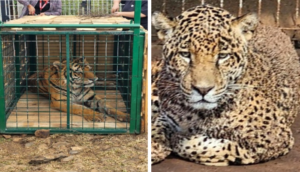 FGR asegura dos tigres y cinco jaguares en Jamay, Jalisco