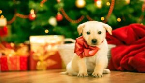 Piden no regalar mascotas en navidad  - ZMG Noticias
