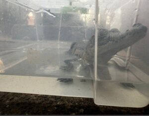 Policías estatales localizan y resguardan un cocodrilo en Guadalajara - ZMG Noticias