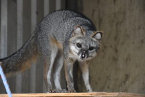 Zorro Fénix, rescatado de un incendio en Tlajomulco, casi recuperado - ZMG Noticias