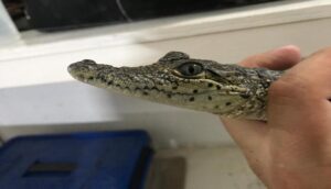 Capturan a un “coco” en el Parque Morelos - ZMG Noticias