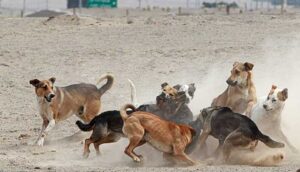 Alertan por peligrosa jauría de perros - ZMG Noticias