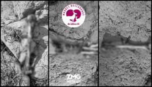 Madres Buscadoras de Jalisco se encuentran con más restos humanos - ZMG Noticias