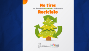 Colecta de arbolitos de navidad para transformarlos en composta - ZMG Noticias