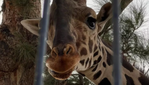 La Jirafa "Benito" de 4 años por fin emprendió su viaje al Africam Safari - ZMG Noticias