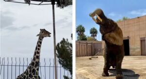 "Salvemos a Ely" una elefanta de 37 años que vive en pésimas condiciones - ZMG Noticias