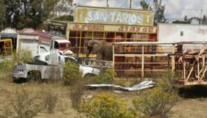 Buscan rescatar a Annie, elefanta maltratada en Lagos de Moreno  - ZMG Noticias