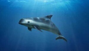 Abandonan hábitat de vaquita marina  - ZMG Noticias