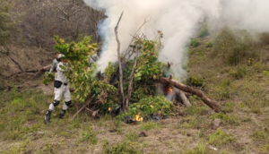 Destruyen más de 2 mil plantas de marihuana en Ixtlahuacán del Río, Jalisco