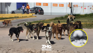 18 perros protegían a una persona sin signos vitales en Villas de Guadalupe