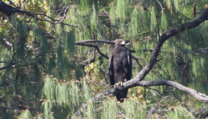 13 de febrero Día Nacional del Águila Real