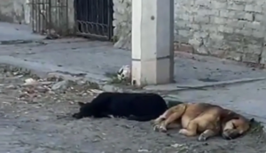 Canino recorría Tlaquepaque con restos humanos en su hocico