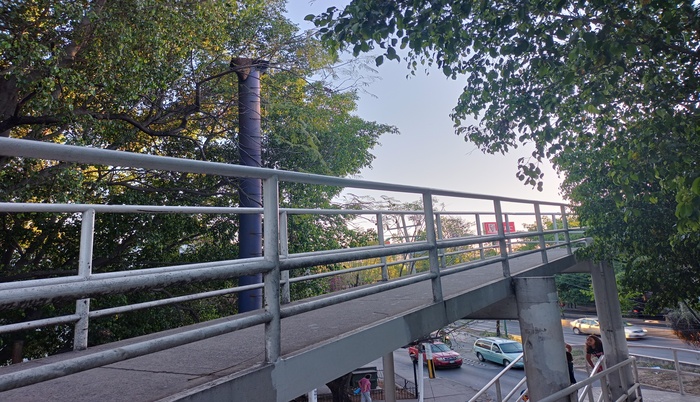 Panal de abejas junto a puente peatonal causa alarma  - ZMG Noticias