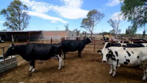 Productores lecheros del estado son apoyados por el Gobierno de Jalisco