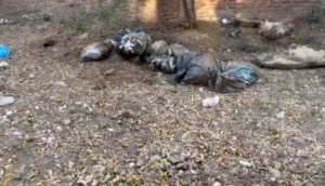 Colectivos buscadores siguen haciéndole la chamba a Fiscalía  - ZMG Noticias