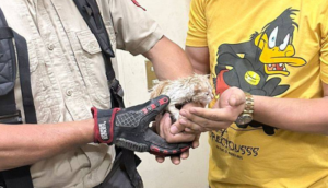 Un felino bebé fue rescatado de un tubo de desagüe por Bomberos de Guadalajara