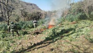Localizan y destruyen plantíos de droga en Ixtlahuacán del Río - ZMG Noticias