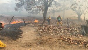 Controlan incendio en La Primavera  - ZMG Noticias