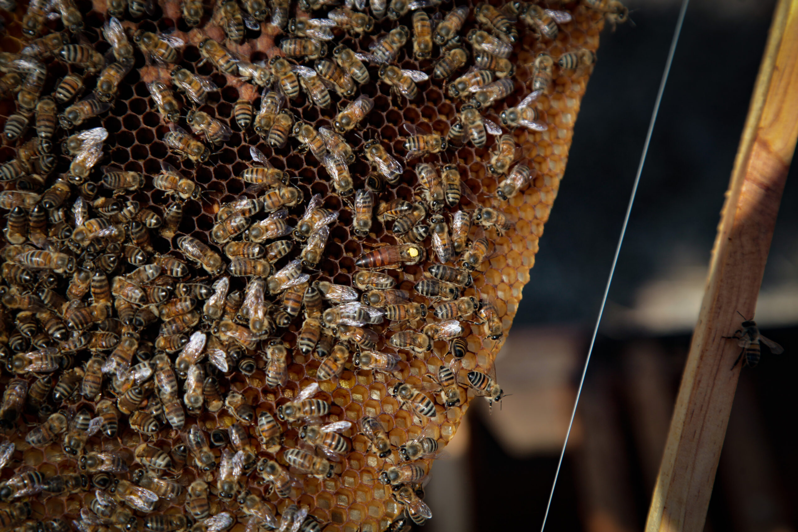 Se conmemoró el Día Internacional de la Diversidad Biológica - ZMG Noticias Se conmemoró el Día Internacional de la Diversidad Biológica.