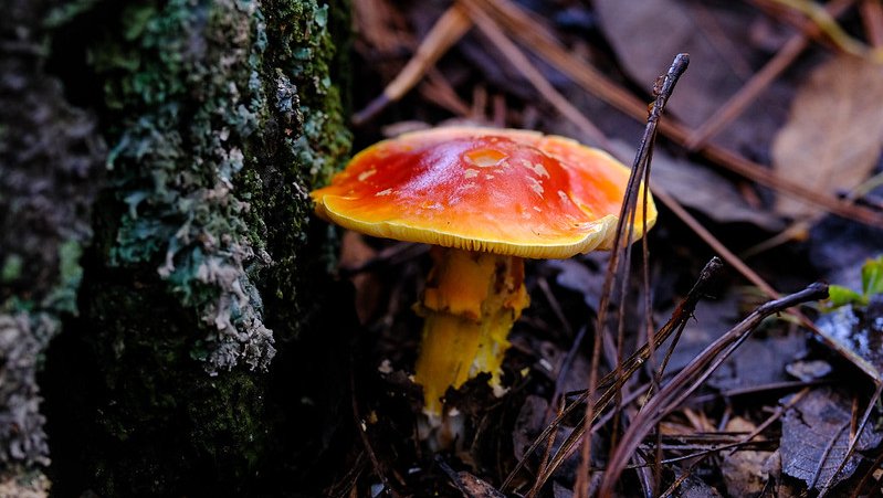 Se conmemoró el Día Internacional de la Diversidad Biológica - ZMG Noticias Se conmemoró el Día Internacional de la Diversidad Biológica.