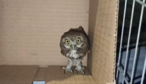 Autoridades de Guadalajara resguardan pequeño búho pigmeo