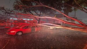 Encharcamientos y caída de árboles en primer tormenta  - ZMG Noticias