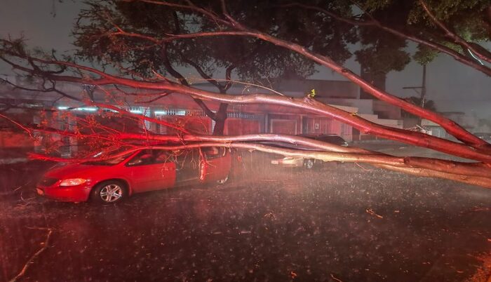 Encharcamientos y caída de árboles en primer tormenta  - ZMG Noticias
