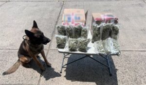 Persecución policíaca paralizó las calles de Guadalajara, dejando como resultado un sujeto detenido y medio kilogramo de marihuana asegurado.