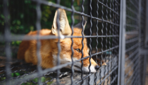 PVEM propone sancionar la exhibición de animales silvestres con fines comerciales
