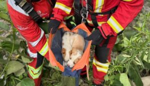 Rescatan a perritos atrapados por rio Alseseca en Puebla  - ZMG Noticias