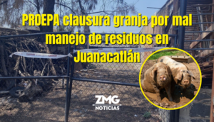Proepa clausura granja por mal manejo de residuos en Juanacatlán.