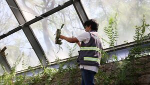 Instalan nuevo sistema integral de riego en el Orquideario del Parque Agua Azul.