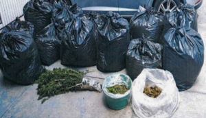 Aseguran más de 100 kilos de marihuana en Ameca, Jalisco