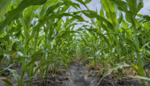 Prevén productores de La Ciénega buena cosecha ante lluvias