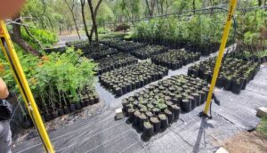 Buscan reforestar zonas dañadas por incendios forestales - ZMG Noticias