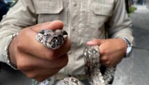 Guardabosques atrapan una Boa en pleno Centro tapatío  - ZMG Noticias