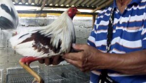 Asesinan a gallero en Tonalá - ZMG Noticias