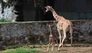 Jirafitas bebé roban el corazón de tapatíos - ZMG Noticias